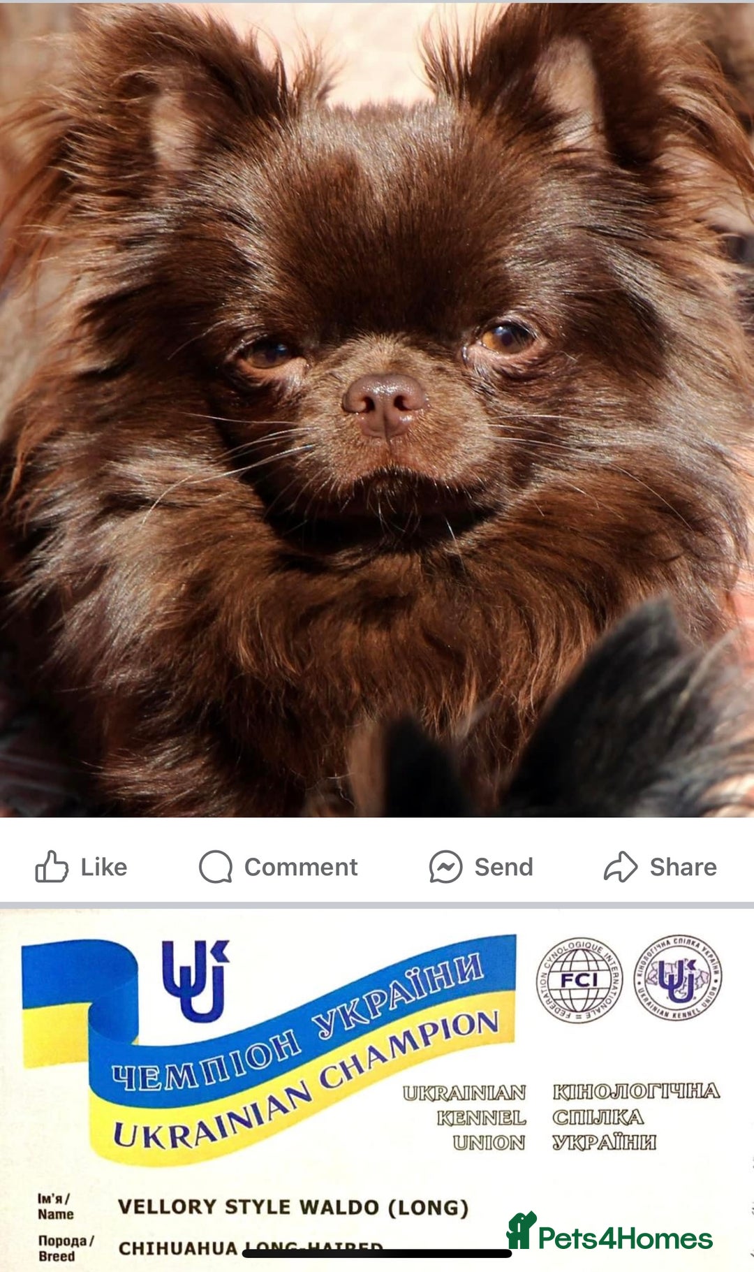 Chihuahua dogs for sale: Kc reg chocolate and lilac LC quality puppies - Advert 7