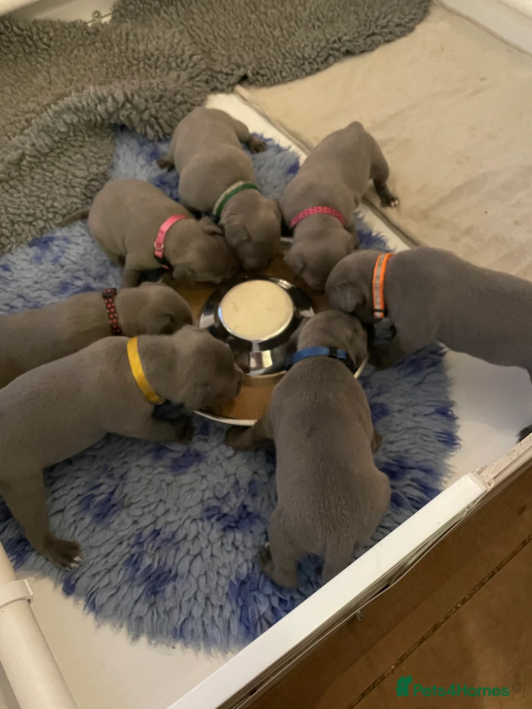 Staffordshire Bull Terrier dogs for stud: Blue Siras Blue Staffordshire bull terrier stud  in Stroud - Advert 7