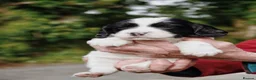English Springer Spaniel dogs for sale: Working Springer Spaniel Puppies  - Advert 5