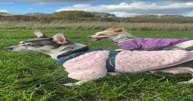 Mixed Breed dogs 2 Of my babies need rehoming  - Advert 3