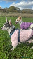 Mixed Breed dogs 2 Of my babies need rehoming - Advert 2