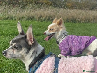 Mixed Breed dogs 1 full chihuahua and 1 jack chi - Advert 18