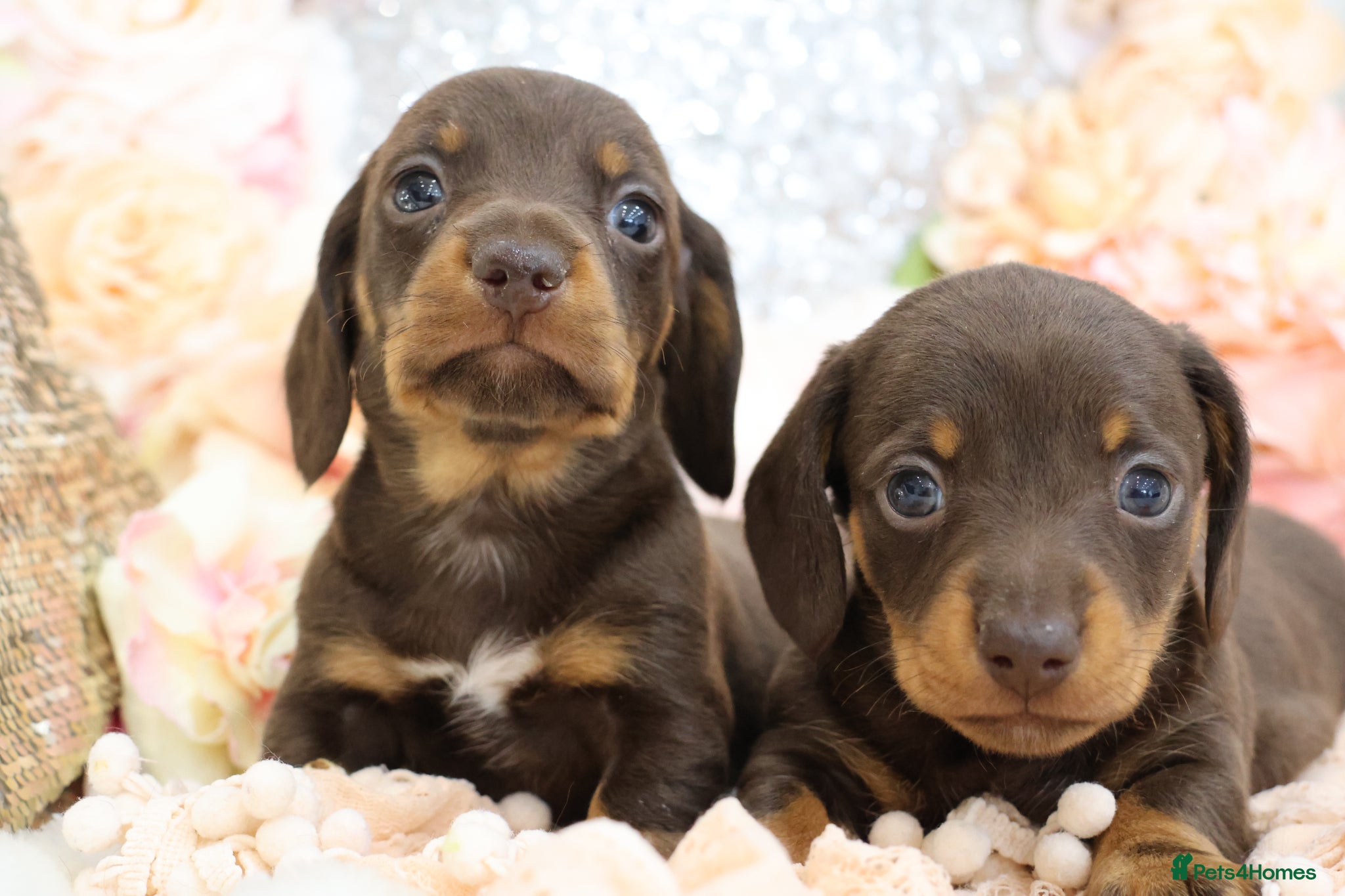 Miniature Dachshund dogs KC Miniature Dachshund Puppies - Advert 18
