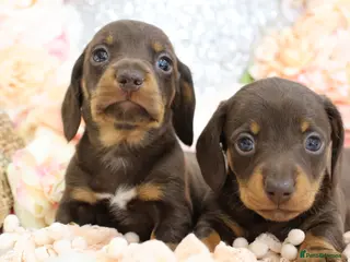 Miniature Dachshund dogs KC Miniature Dachshund Puppies - Advert 18