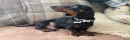 Miniature Dachshund dogs for sale: KC pedigree Mini Dachshund puppies - Advert 5