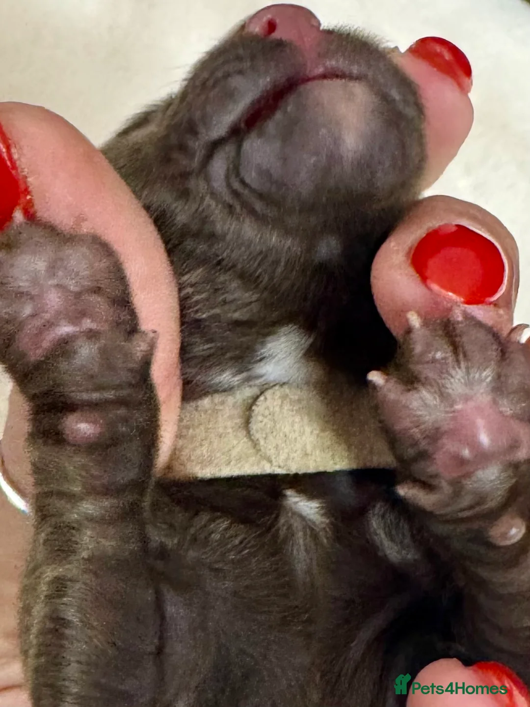 Cocker Spaniel dogs for sale: Kennel club registered  - Advert 10