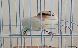 Canaries birds for sale: Stunning Canaries with cage - Image 5