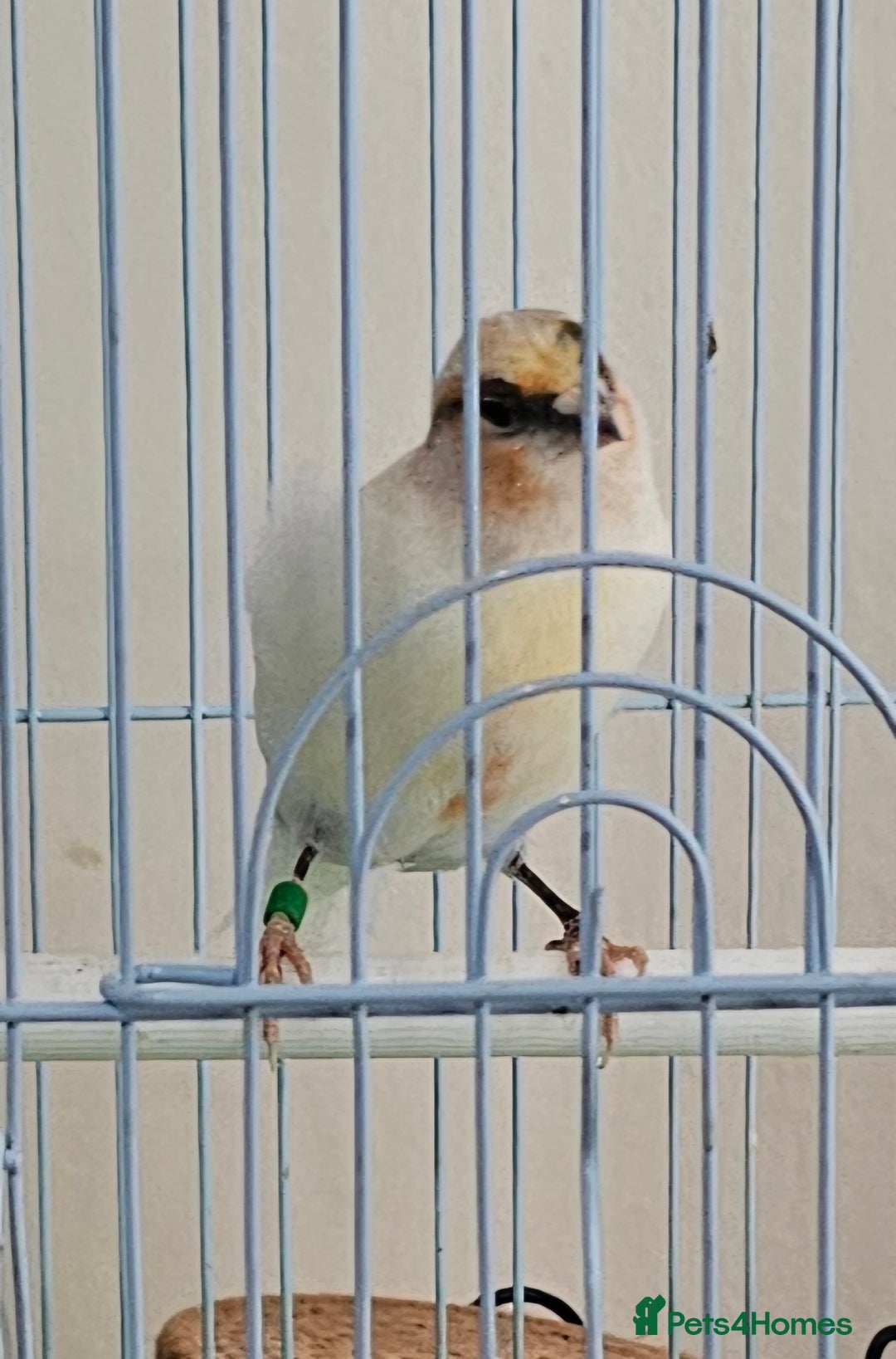 Canaries birds for sale: Stunning Canaries with cage - Image 5