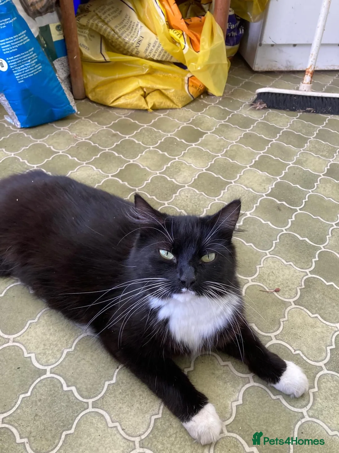 Mixed Breed cats for sale: Black and white kittens - Advert 1
