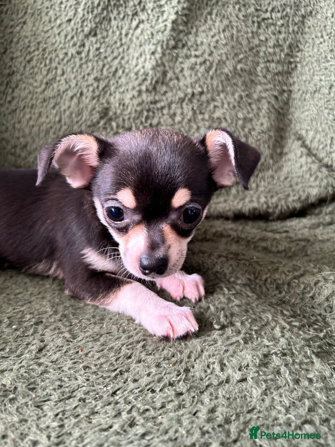 Chihuahua dogs for sale: Tiny chihuahua puppies  - Image 19