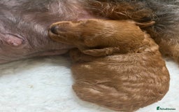 Jackapoo dogs for sale: Adorable (85% Toy Poodle) Jackapoo pups  - Image 9