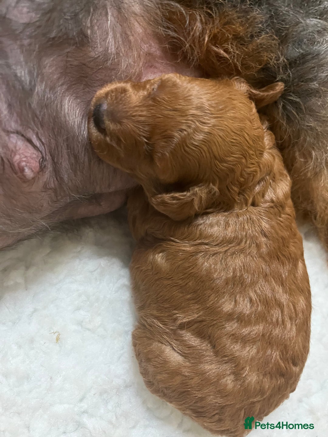 Jackapoo dogs for sale: Adorable (85% Toy Poodle) Jackapoo pups  - Image 9