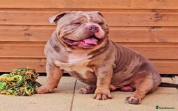 American Bully dogs for sale: Quality pocket/micro bully pups  - Advert 4