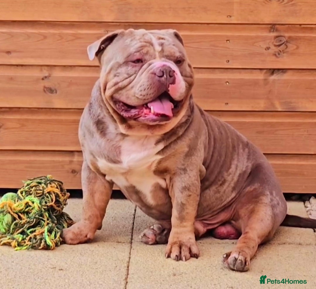American Bully dogs for sale: Quality pocket/micro bully pups  - Advert 4
