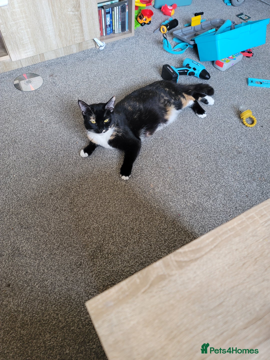 British Shorthair cats for sale: Adult domestic cat  - Image 6
