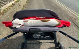 Chihuahua dogs for sale: White chihuahua - Image 1