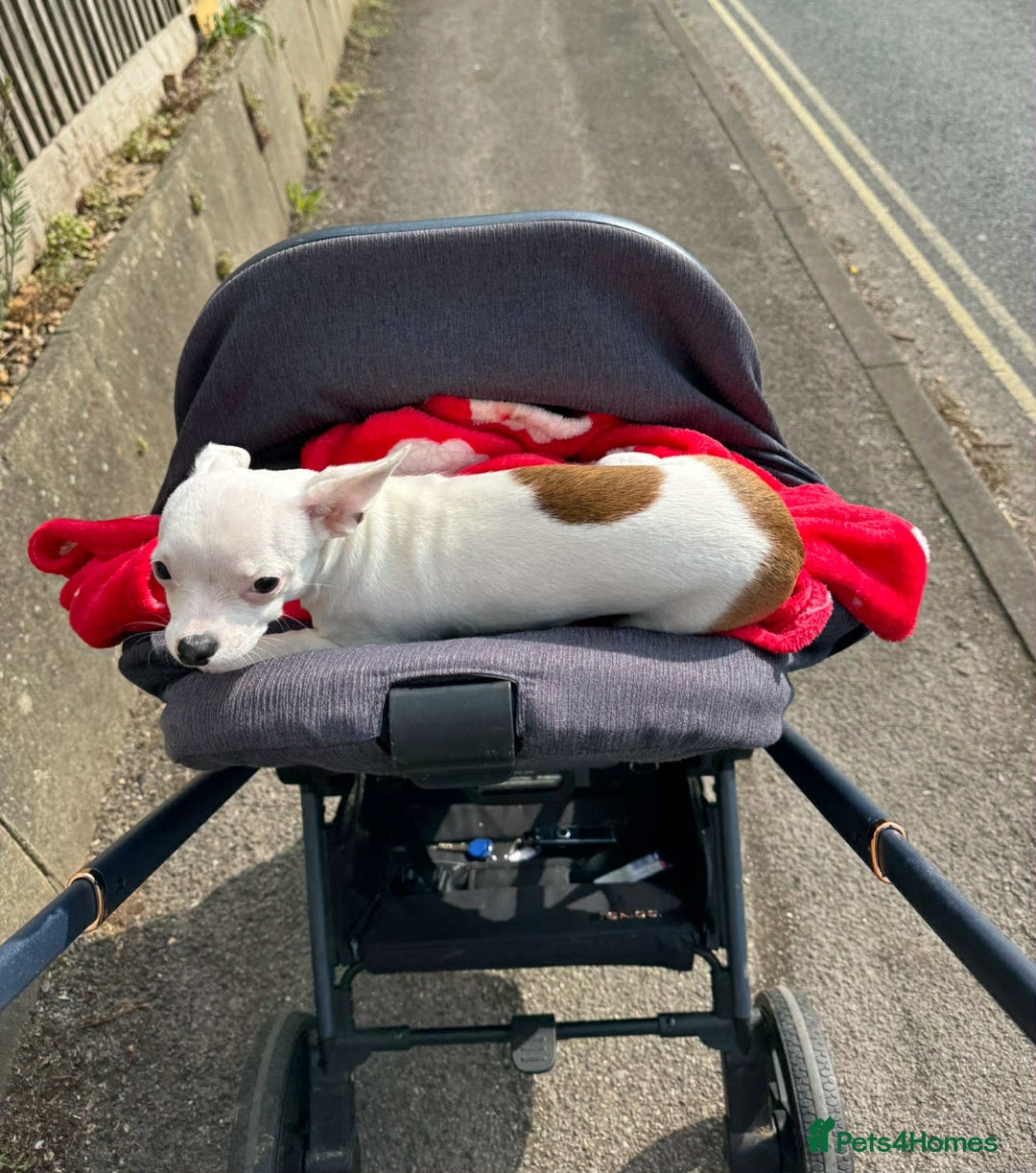 Chihuahua dogs for sale: White chihuahua - Image 1