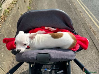 Chihuahua dogs - Advert 1