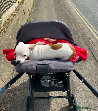 Chihuahua dogs - Advert 1