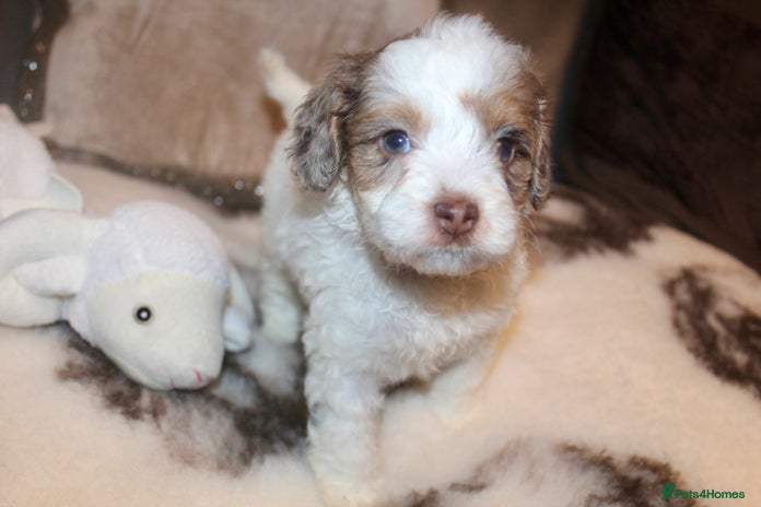 Cockapoo dogs - Advert 2