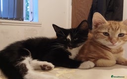 British Shorthair cats for sale: Lovely Kittens - Image 1