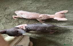 Sphynx cats for sale:  6 Beautiful Sphynx Kittens Ready Soon – 5★ - Image 33