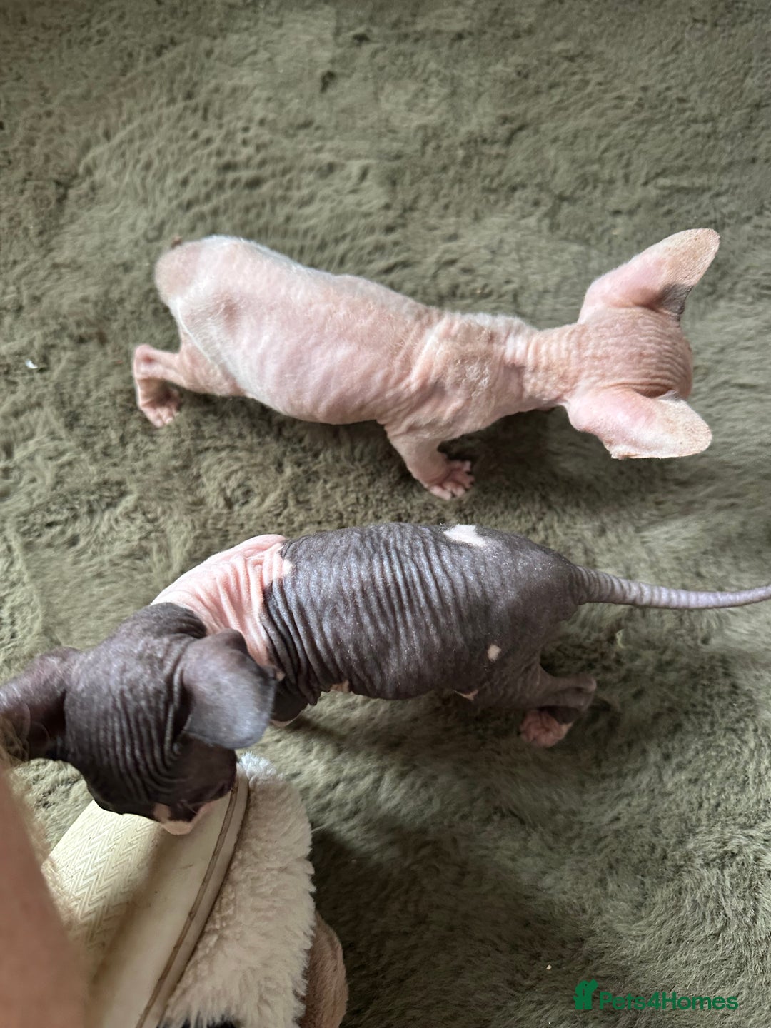 Sphynx cats for sale:  6 Beautiful Sphynx Kittens Ready Soon – 5★ - Image 33