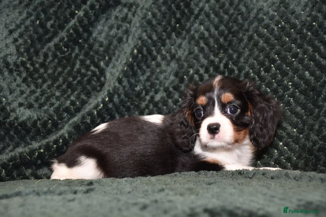 Cavalier King Charles Spaniel dogs for sale: Two Cavalier King Charles Spaniel Females - Advert 9
