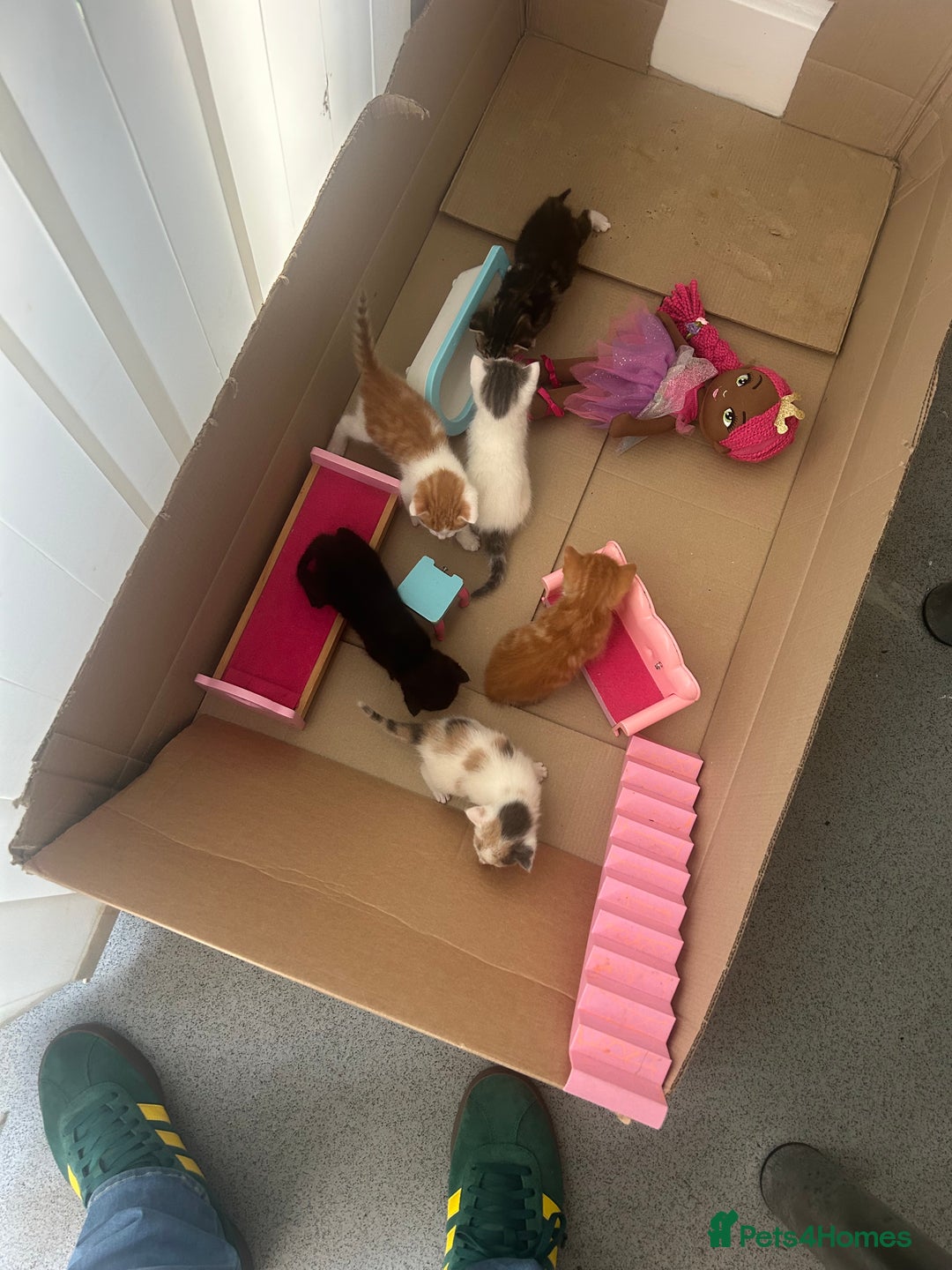 British Shorthair cats for sale: 6 beautiful kittens ready to go! £70 - Image 7