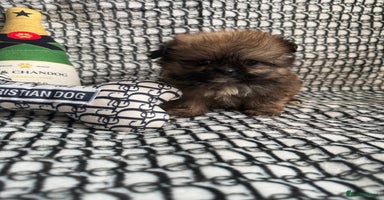 Mixed Breed dogs - Advert 4