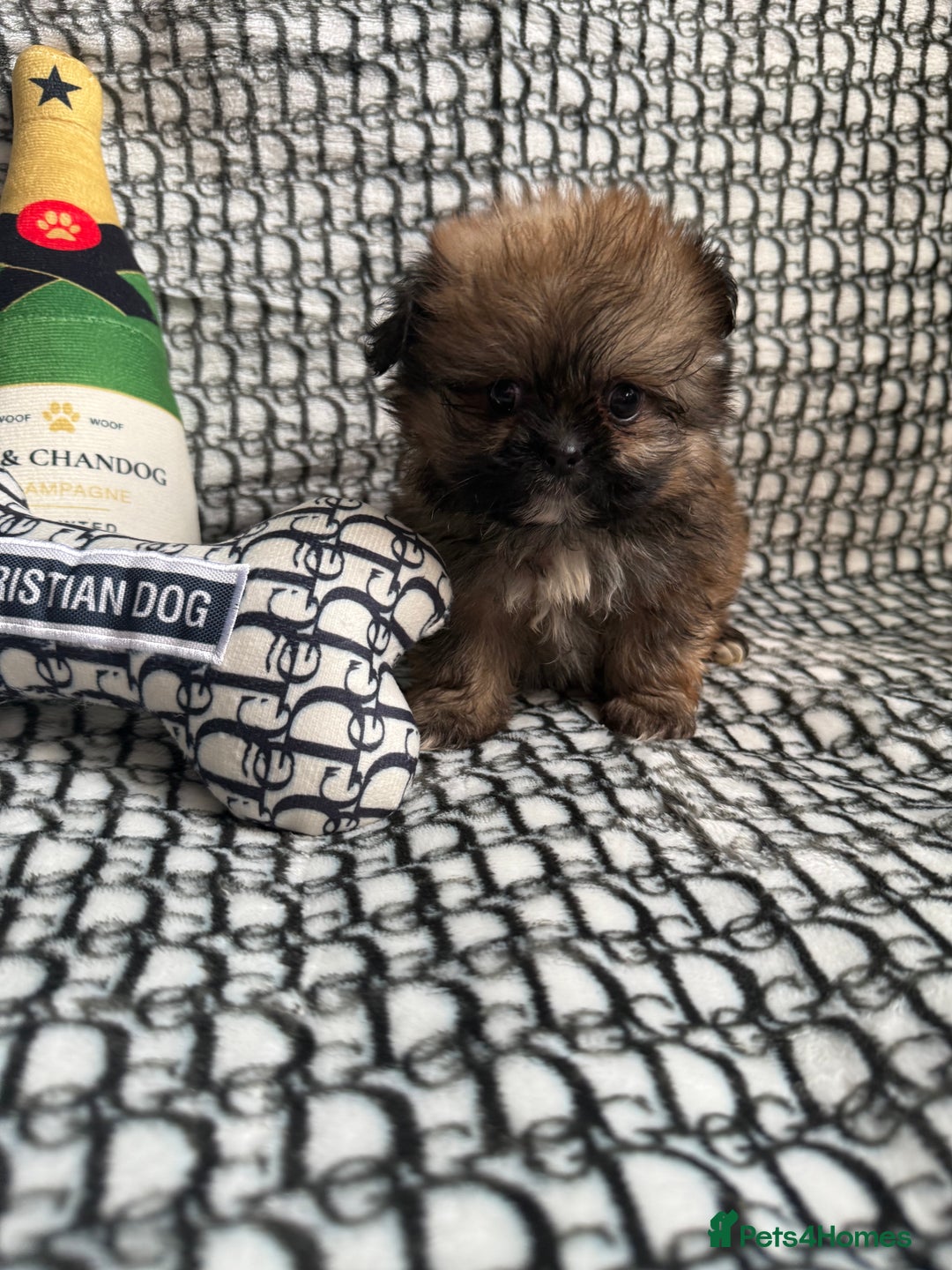 Mixed Breed dogs for sale: RARE  Shipom /pomshi Pomeranian and Shihtzu cross  - Image 2