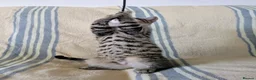 Bengal cats for sale: Friendly Adorable Bengal kittens  - Advert 5