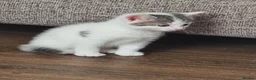 Domestic Shorthair cats for sale: Kittens for sale - Advert 9
