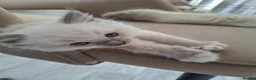 Ragdoll cats for sale: Stunning Ragdoll kittens  - Advert 18