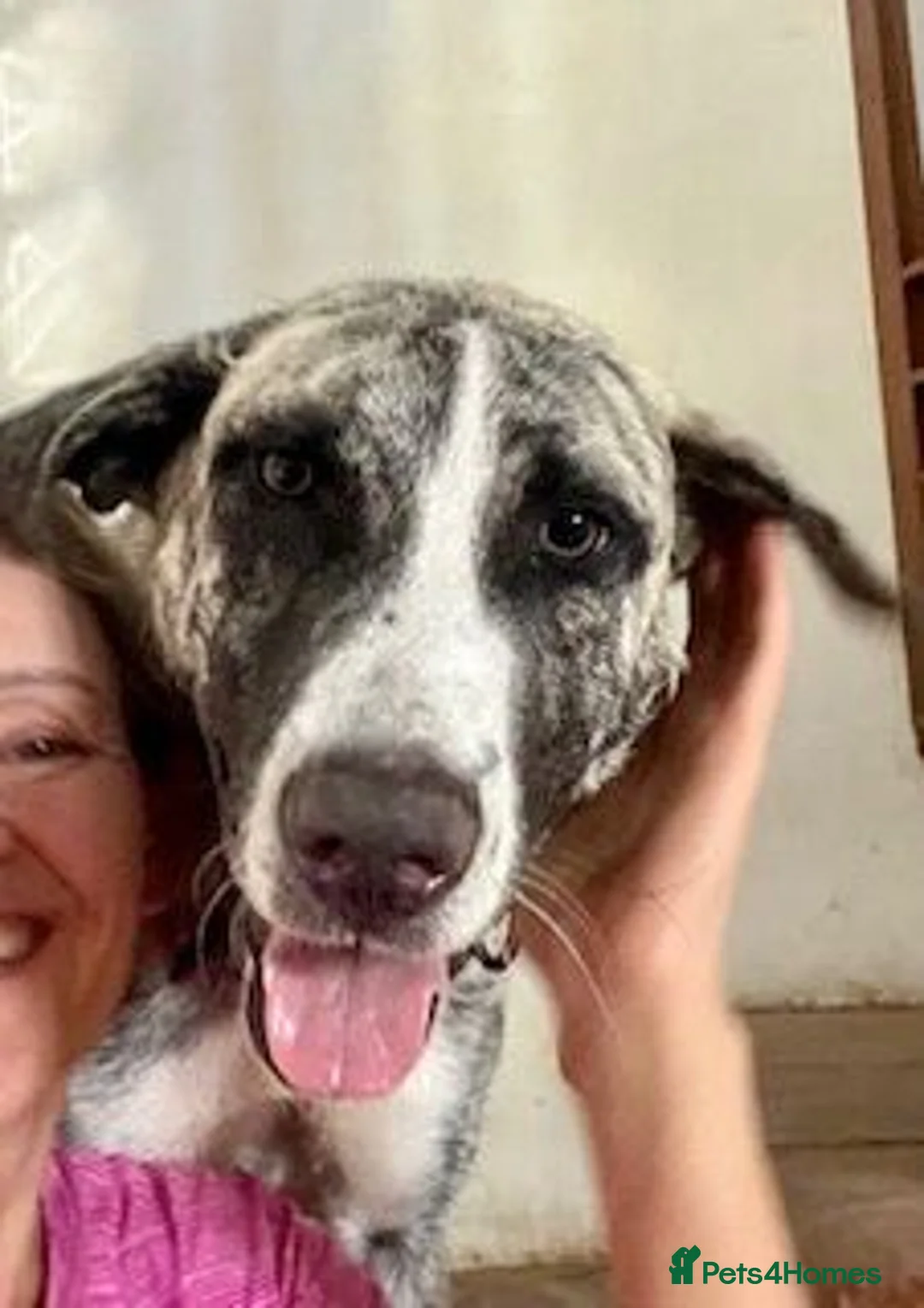 Mixed Breed dogs for adoption: Meet Rupert 😍  - Advert 1