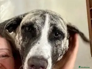 Mixed Breed dogs Meet Rupert 😍 - Advert 1