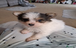 Mixed Breed dogs for sale: Beautiful Pomchon puppies FOR SALE - Image 6