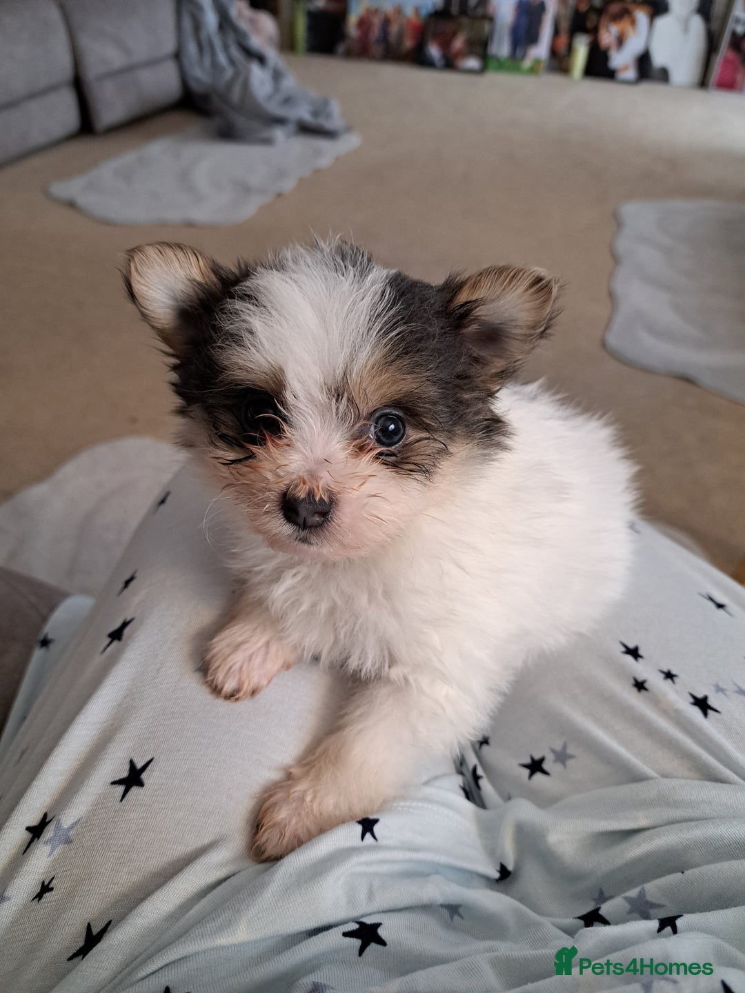 Mixed Breed dogs for sale: Beautiful Pomchon puppies FOR SALE - Image 6