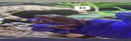 Frog reptiles for sale: Posion Dart frogs and whites tree frog  - Advert 7