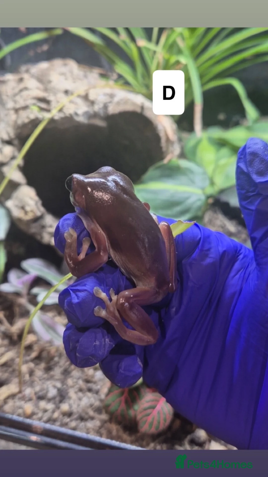 Frog reptiles for sale: Posion Dart frogs and whites tree frog  - Advert 7