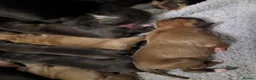 Boxer dogs for sale: Stunning Boxer puppies - Advert 3