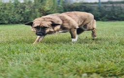 Mixed Breed dogs for sale: Mixed breed gorgeous female Cici - Image 4
