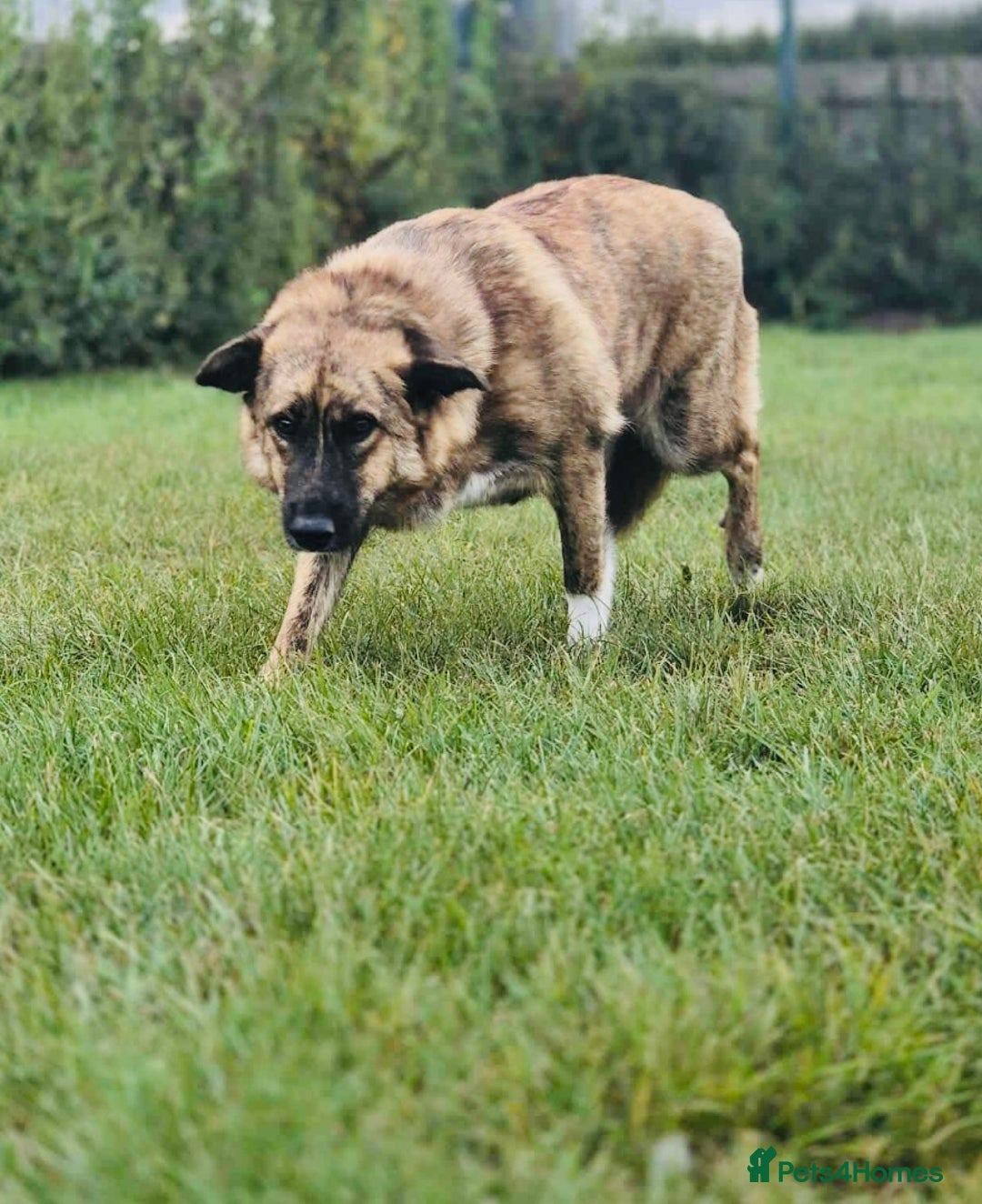 Mixed Breed dogs for sale: Mixed breed gorgeous female Cici - Image 4