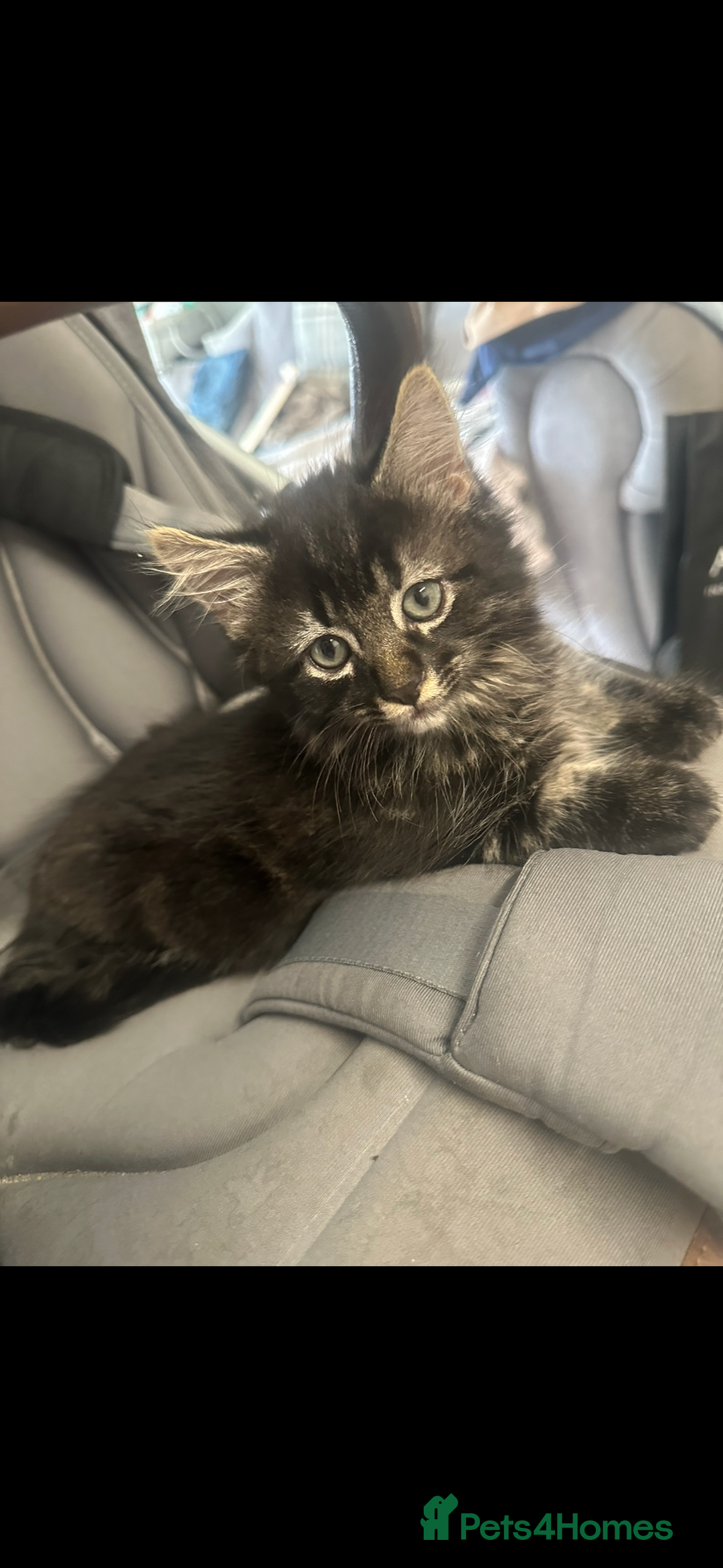 Maine Coon cats for sale: 2 Mainecoon/domestic shorthaired kittens - Image 2