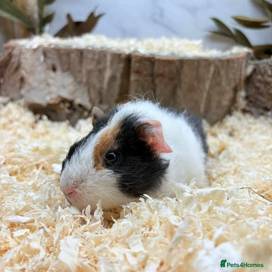 Guinea Pig rodents for sale: Lakeland Guinea Pigs Available 🩵 - Advert 1