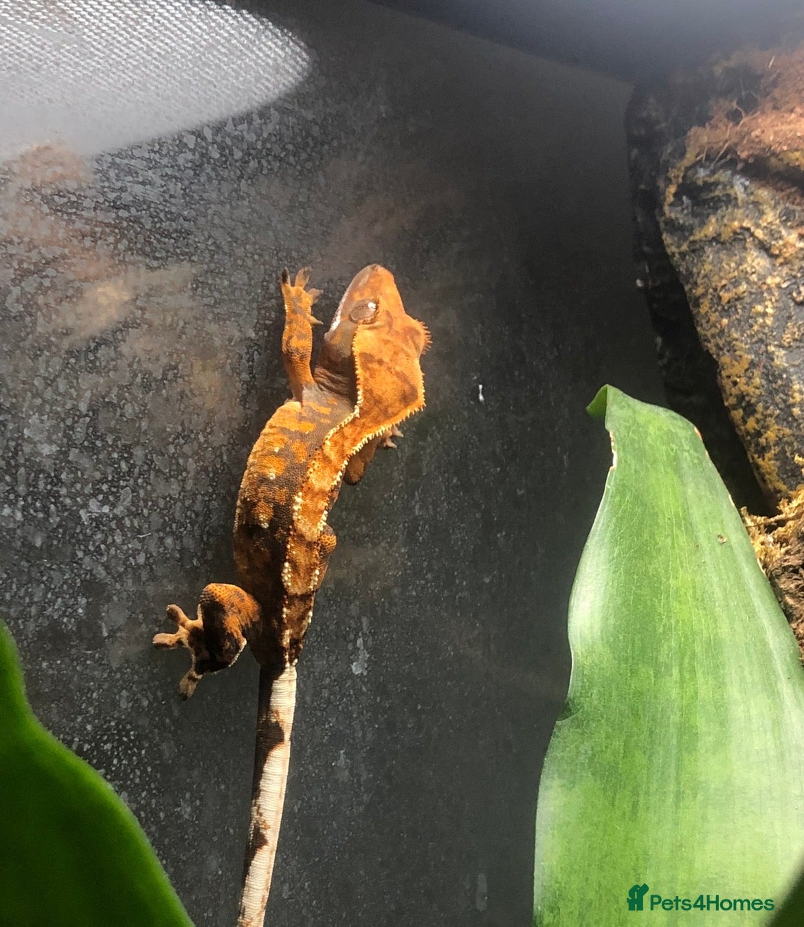 Gecko reptiles Male Crested Gecko (equipment included) - Advert 4
