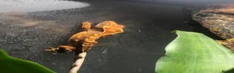 Gecko reptiles for sale: Male Crested Gecko (equipment included) in Bromley - Advert 1