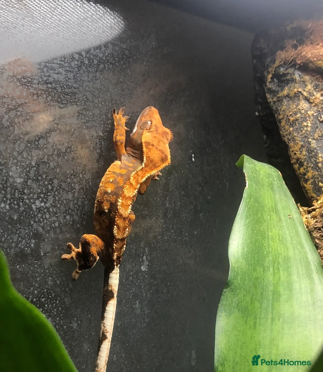 Gecko reptiles for sale: Male Crested Gecko (equipment included) in Bromley - Advert 1
