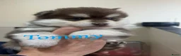 Pomsky dogs for sale: Pomsky Puppy's  - Advert 6