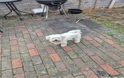 Bichon Frise dogs for sale: Bichon frise  boy - Image 9